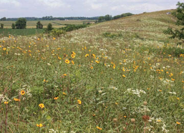 rolling hills dominate the frame. tall grasses and flowers are in the foreground. farmland rests in the background.