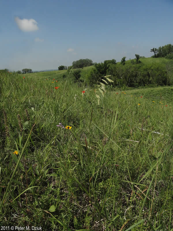 a single drooping seedhead of grass stands in a field of flowers. in the background are trees nestled between hills