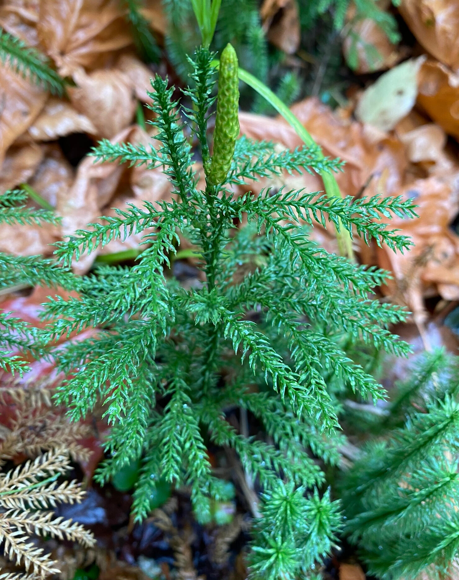 The clubmoss looks like a small pine sapling, but its long scaled fruiting body betrays it.