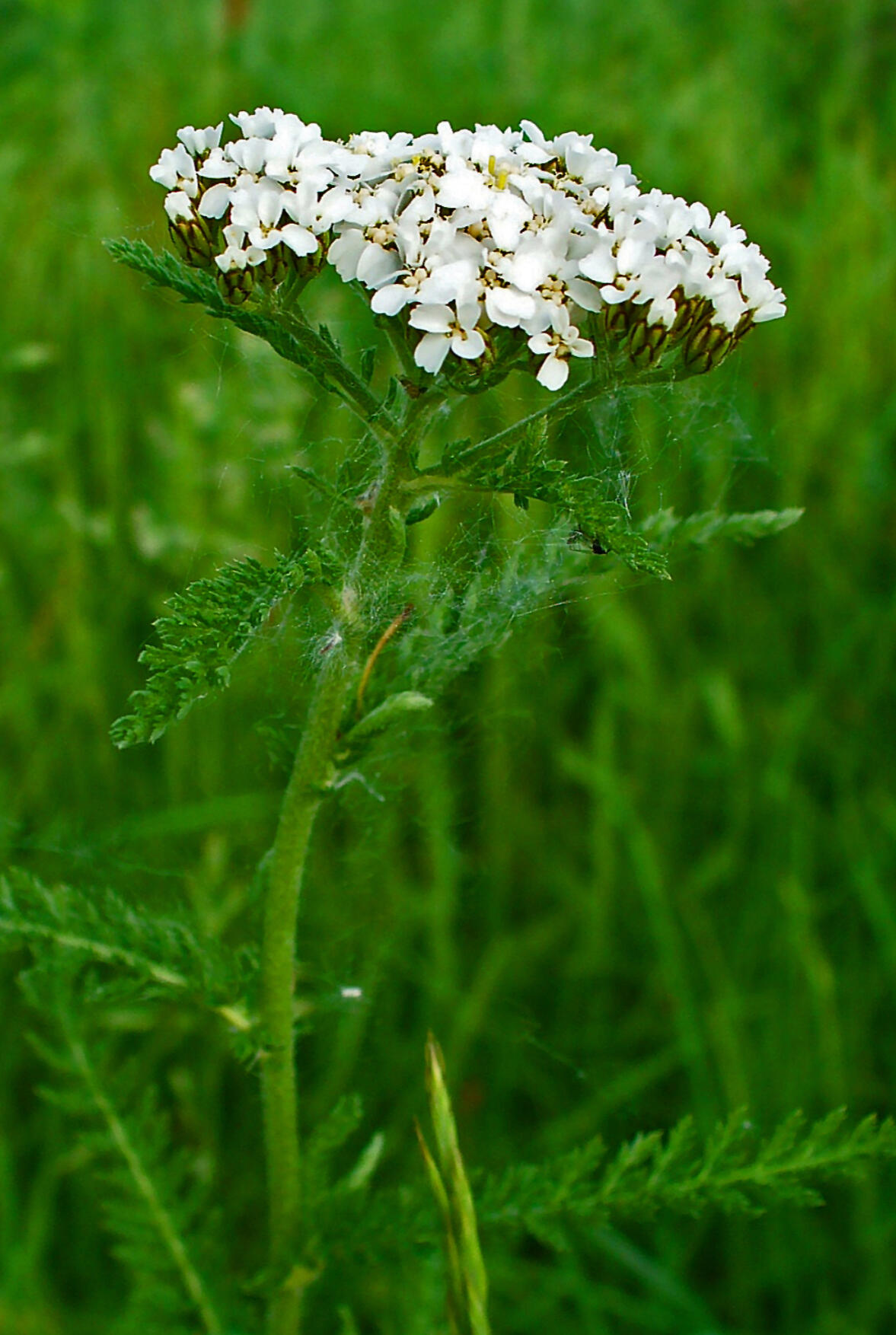 A cluster of white flowers sits atop a long stalk. The leaves are feathery and fringed: it's why the species name is millefolium. A thousand leaves